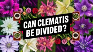 Can Clematis Be Divided?