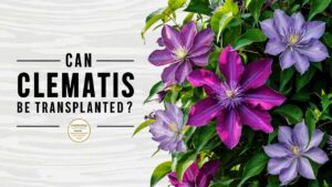 Can Clematis Be Transplanted?
