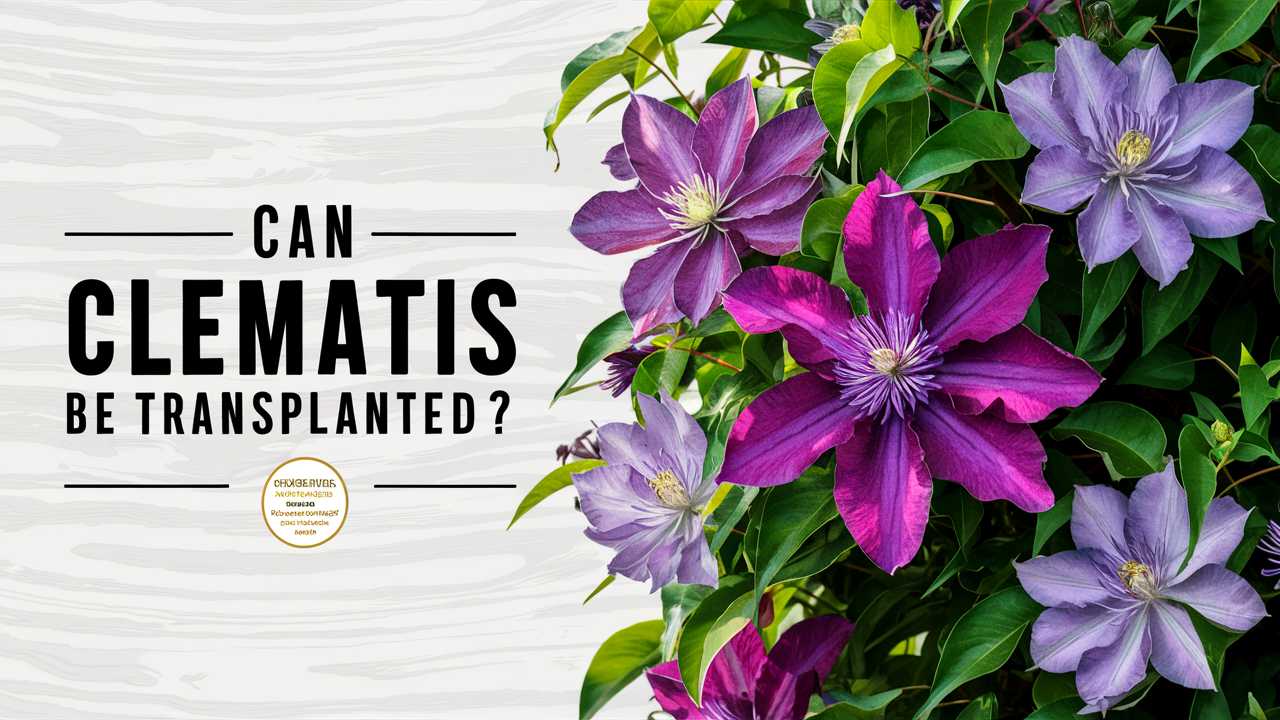Can Clematis Be Transplanted?