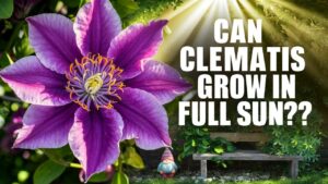 Can Clematis Grow In Full Sun?