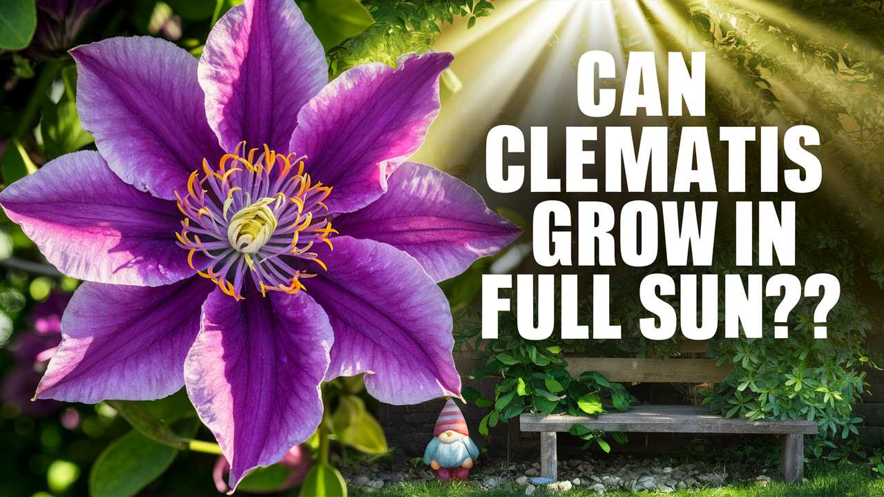 Can Clematis Grow In Full Sun?