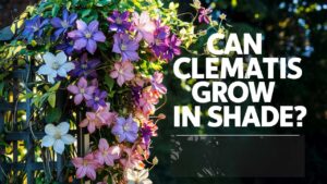 Can Clematis Grow In Shade?