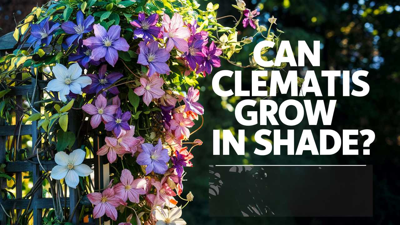 Can Clematis Grow In Shade?