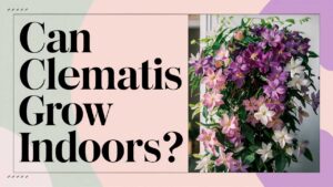 Can Clematis Grow Indoors?