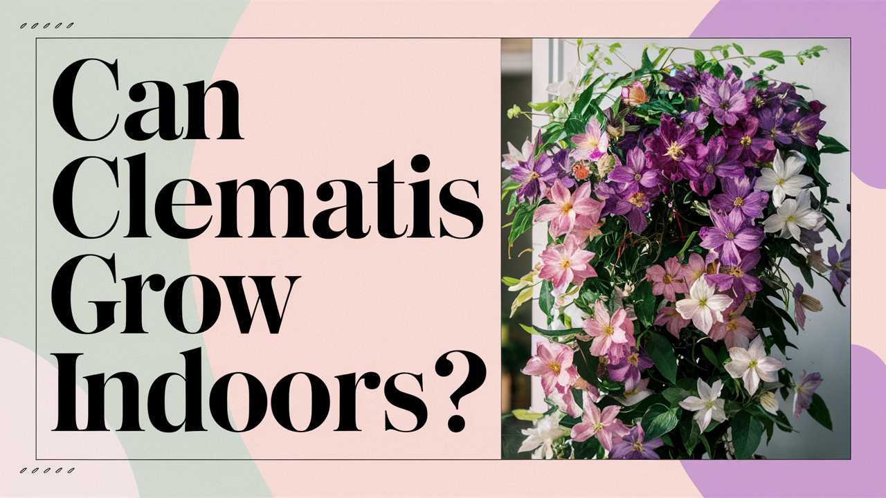 Can Clematis Grow Indoors?