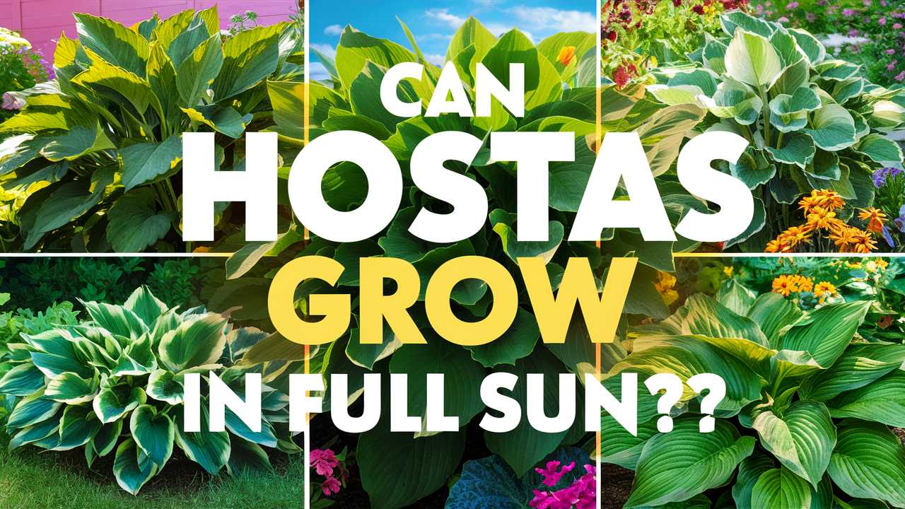 Can Hostas Grow In Full Sun