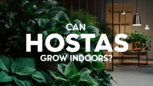 Can Hostas Grow Indoors?