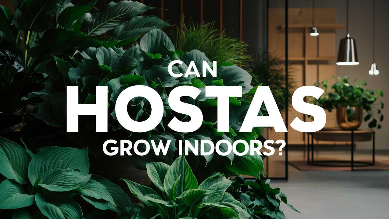 Can Hostas Grow Indoors