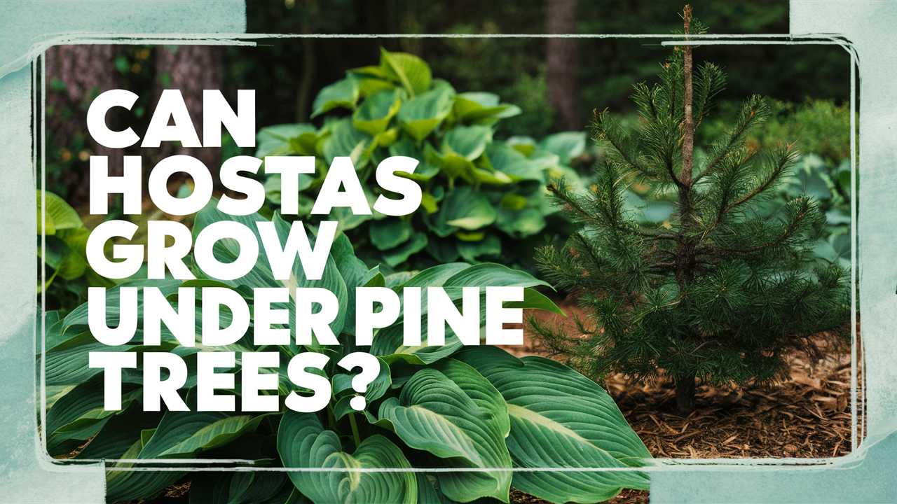 Can Hostas Grow Under Pine Trees