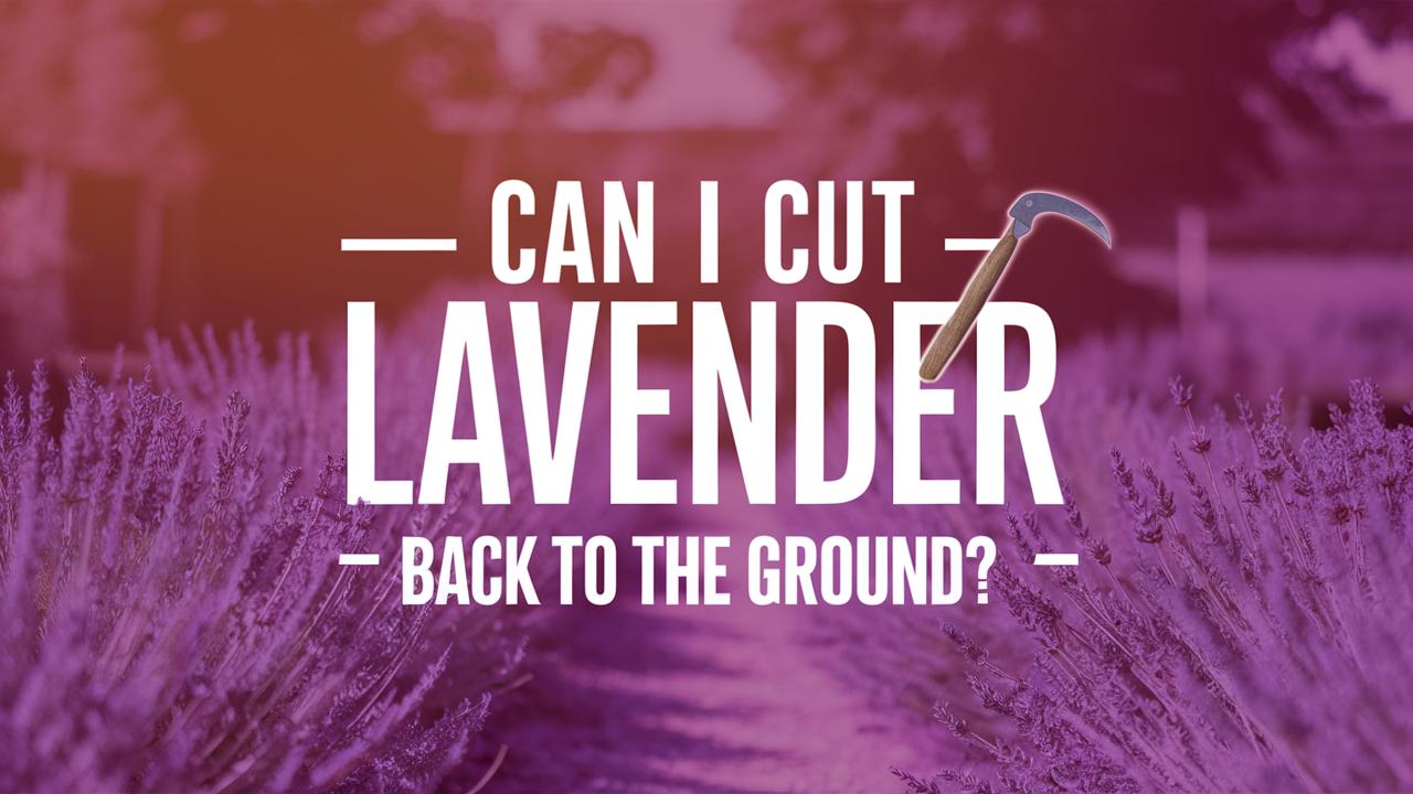 Can I Cut Lavender Back To The Ground?