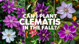 Can I Plant Clematis In The Fall?