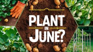 Can I Plant Potatoes In June?