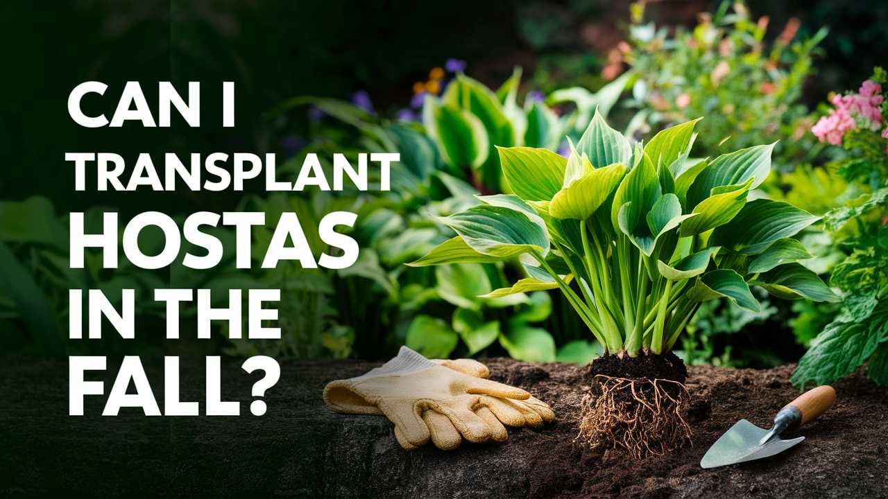Can I Transplant Hostas In The Fall