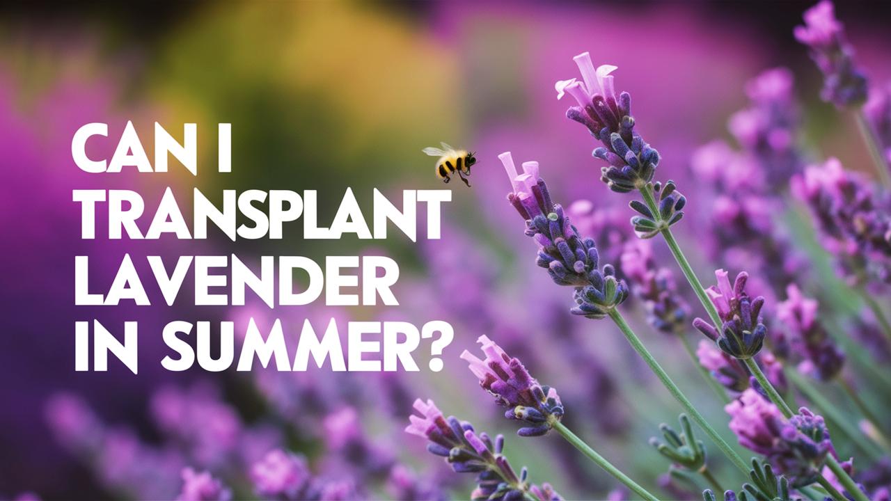 Can I Transplant Lavender In Summer