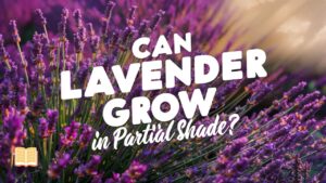 Can Lavender Grow In Partial Shade?