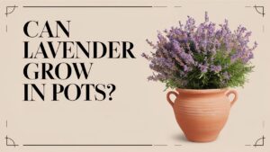 Can Lavender Grow In Pots?