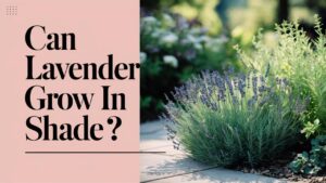 Can Lavender Grow In Shade?
