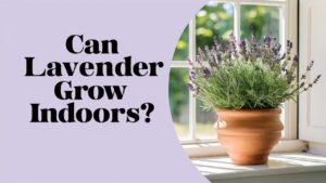 Can Lavender Grow Indoors?