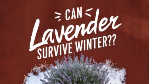 Can Lavender Survive Winter?