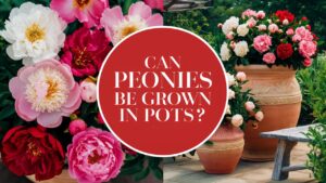 Can Peonies Be Grown In Pots?