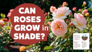 Can Roses Grow In Shade?