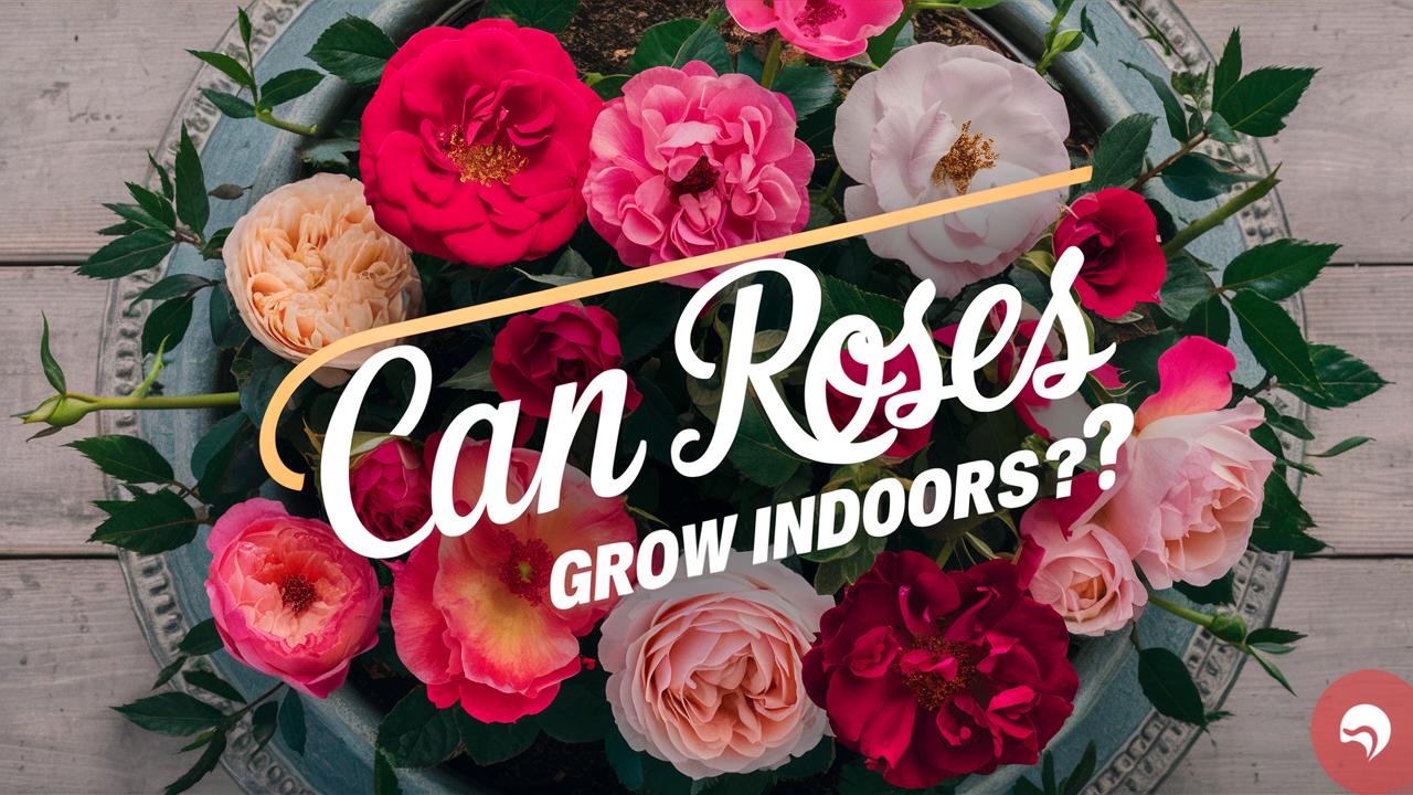 Can Roses Grow Indoors