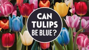 Can Tulips Be Blue?
