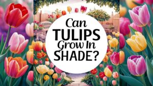 Can Tulips Grow In Shade?