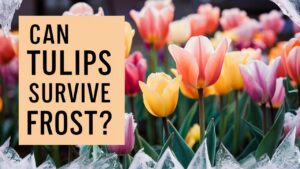 Can Tulips Survive Frost?