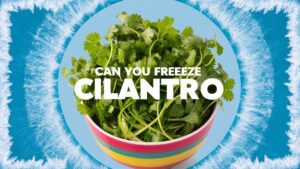 Can You Freeze Cilantro?