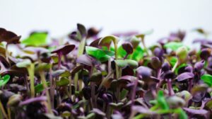 Can You Grow Microgreens in an AeroGarden