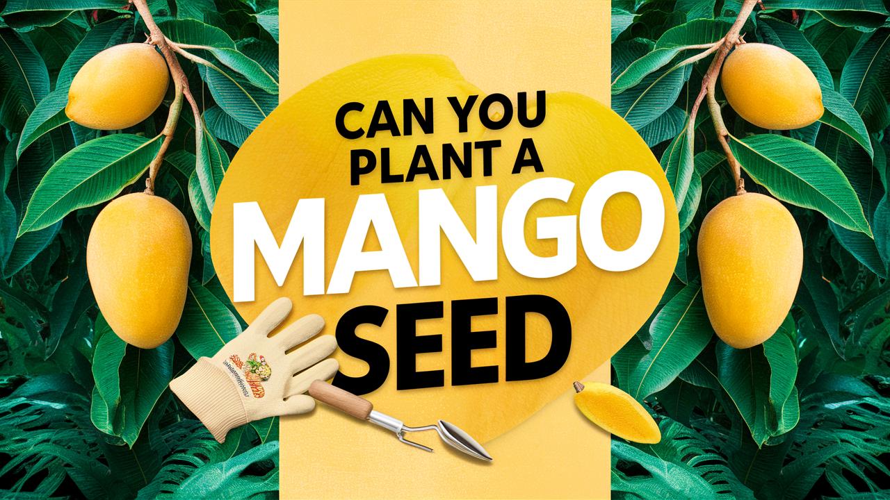 Can You Plant A Mango Seed