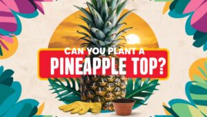 Can You Plant A Pineapple Top?