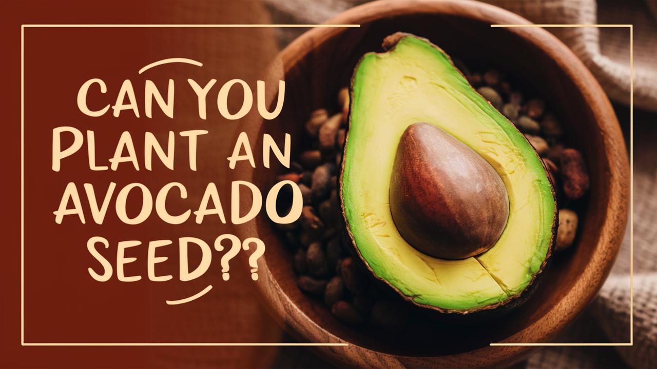 Can You Plant An Avocado Seed