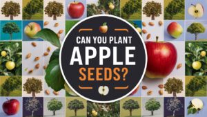 Can You Plant Apple Seeds?