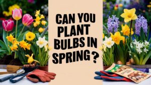 Can You Plant Flower Bulbs In Spring?