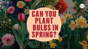 Can You Plant Bulbs In Spring?