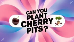 Can You Plant Cherry Pits?