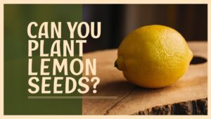 Can You Plant Lemon Seeds?