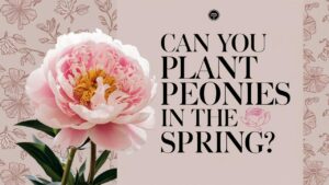 Can You Plant Peonies In The Spring?