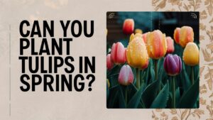 Can You Plant Tulips In Spring