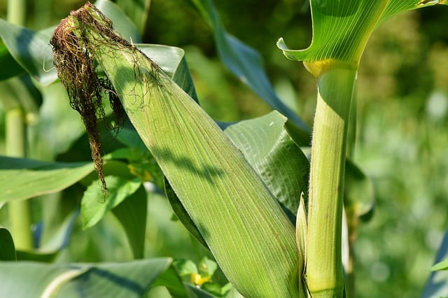 Companion Planting Peppers and Corn