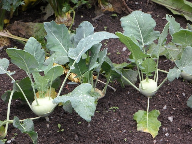 Caring for Kohlrabi