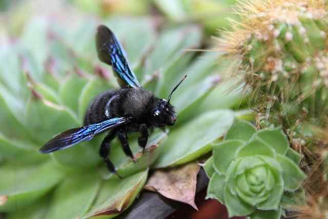 How To Stop Carpenter Bees