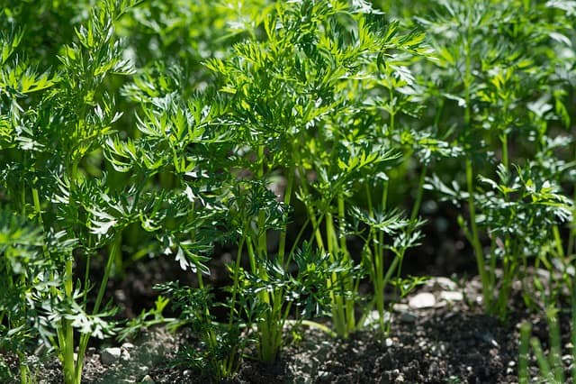 Carrot Plant Care