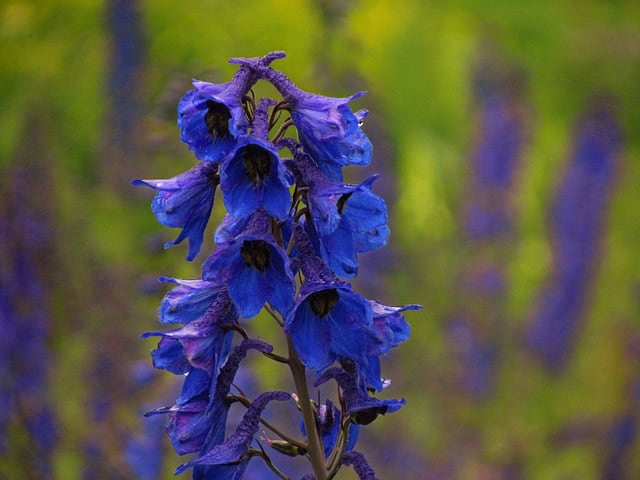 Casey's Larkspur (Delphinium caseyi)