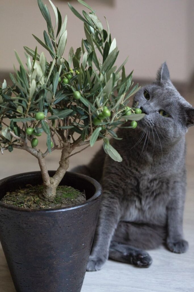 Olive Tree Indoor Safe for Cats