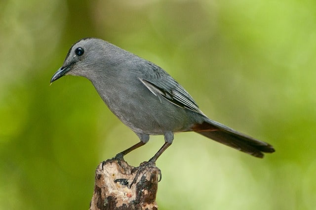 Catbird tilt head