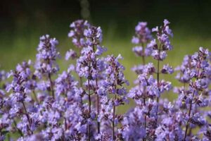 How To Grow Catnip