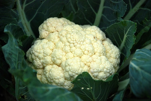 Cauliflower Plant Care
